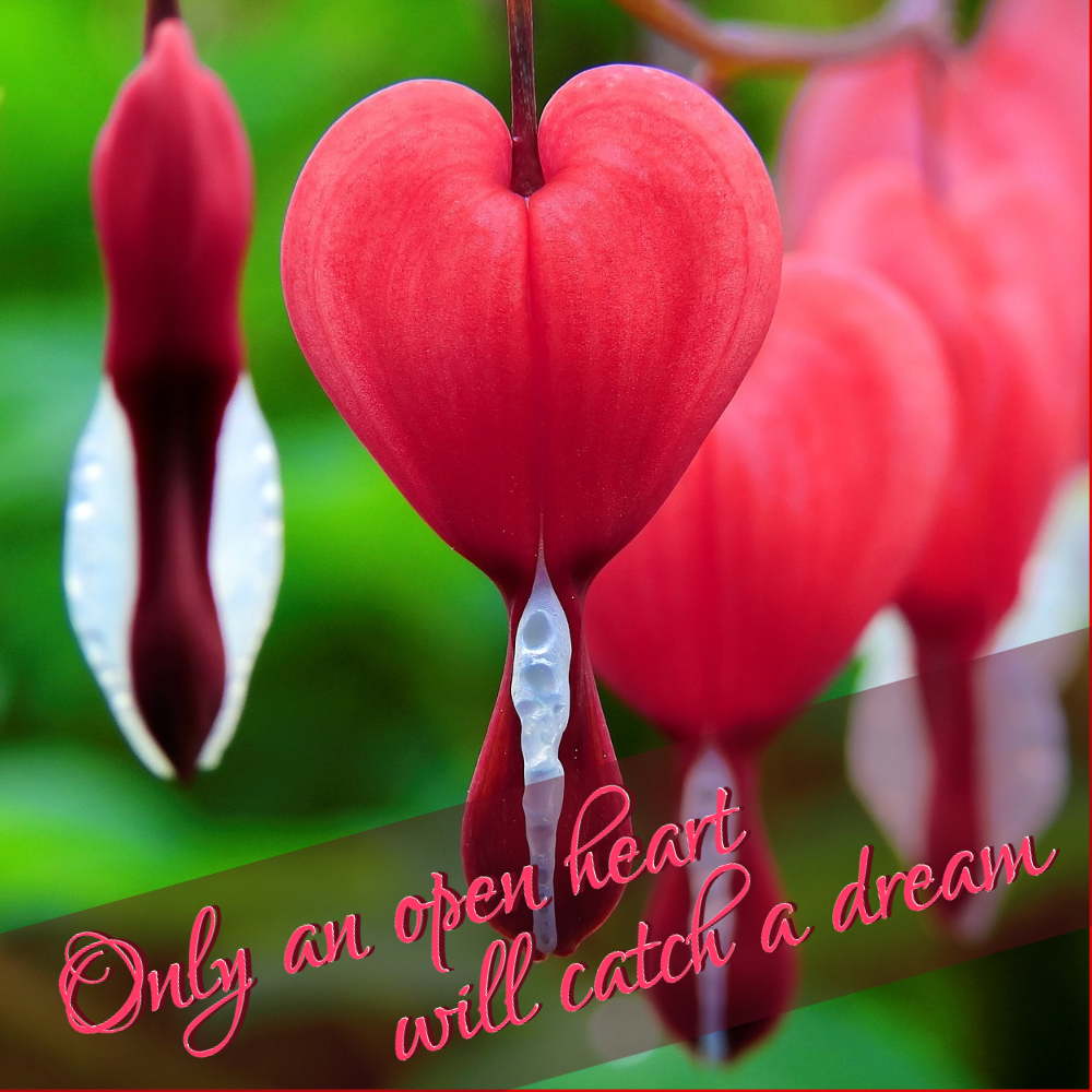 only_an_open_heart Quote Card